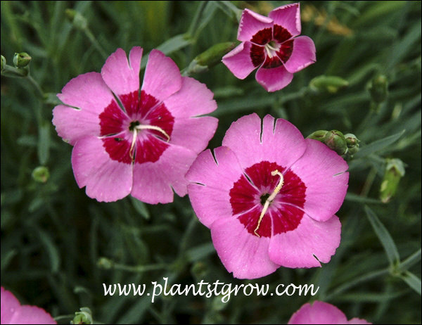 Many different Dianthus fall under the name Dianthus Spring Beauty.  These plants were single pink flowers.